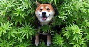 image.jpeg.672f073f2920115e6de130a7dbe5fa5d.jpeg