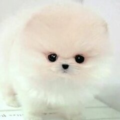 chlewu