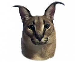 image.jpeg.0ec4b974cdb1aeaeeca019929894f0f2.jpeg