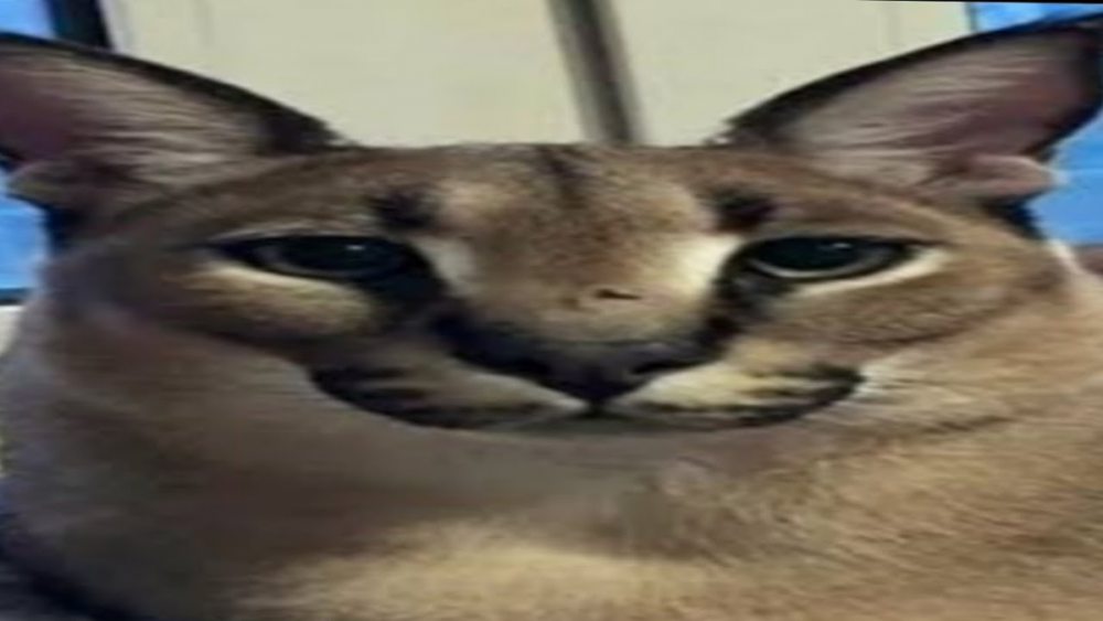 image.thumb.png.49482cbfb23def9a2294acacd7daae56.png