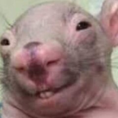 kaniowski