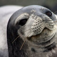 OWWseal