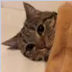 139857499_KOTEKD.png.6941393d26442a5f5b5efecf2c5b4573.png
