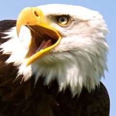 Adler