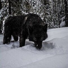 BlackWolf_97