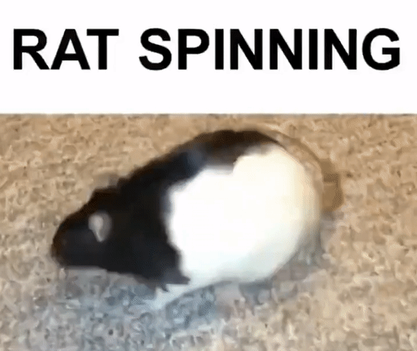 ds.gif.2949cbba6cc28ae13254c4f4c20cbba2.gif