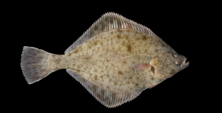 image.png.71c8992f03b2e48cb4721cefa39431dc.png