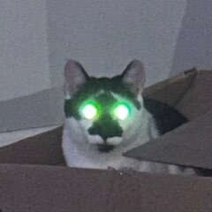 xPaullu