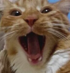 Maagda