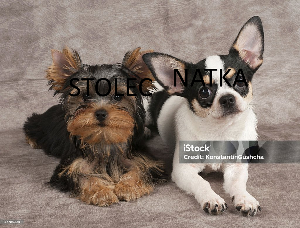 Bez tytułu.png