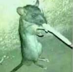 image.jpeg.04a72bcab96bf2426b850405cba24ced.jpeg