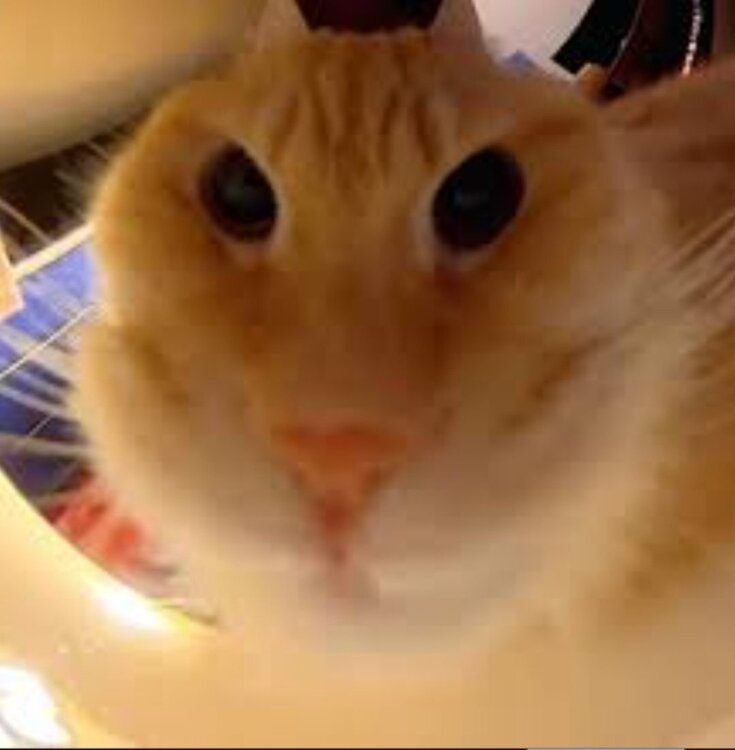 Screenshot_20251019_202741_Google.jpg