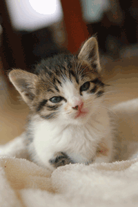 970407714_picykotek.gif.28f0acb36697bd6f44eee974c74957ad.gif