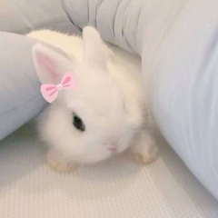 cookybunny