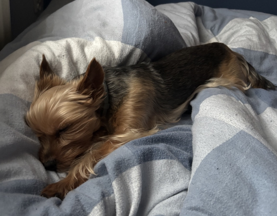 image.png.6a924c9168669a91df374512e4f0f37f.png