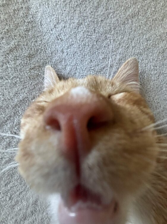 rudy.thumb.jpg.5751d7b339ebc72c8b27a64ecb22b5c5.jpg