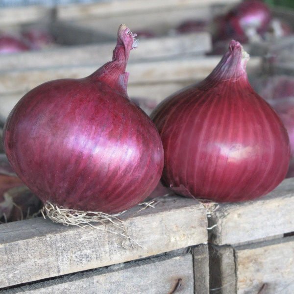 GZ_013009_Onion-Red_Electric-1-600x600.jpg.0b8353c3ab9a5338d03edd10b4080355.jpg